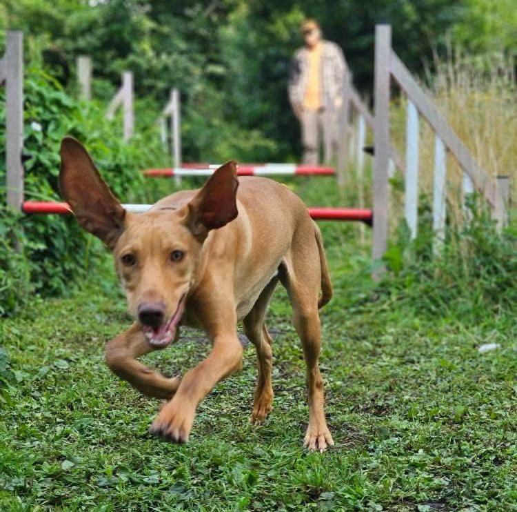 A dog using professional agility equipment