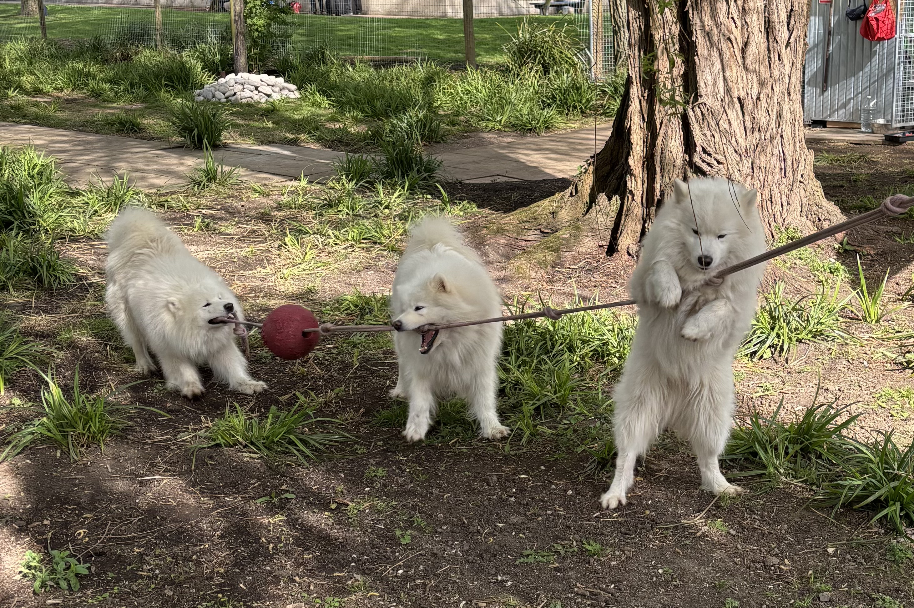 Dogs enjoying The Deben Dog Hub