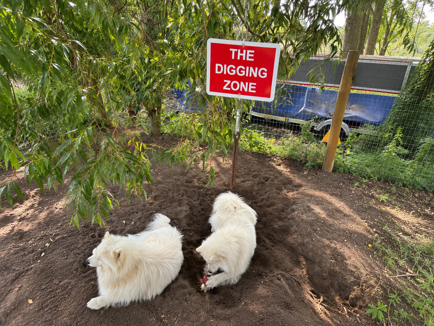 A dog enjoying the dedicated digging zone