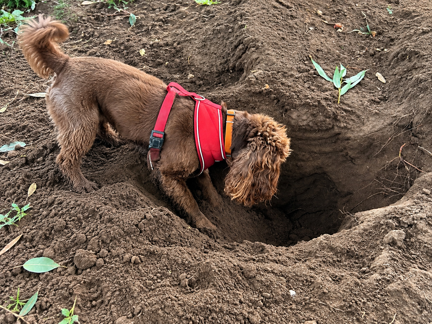 Dog digging in the digging zone