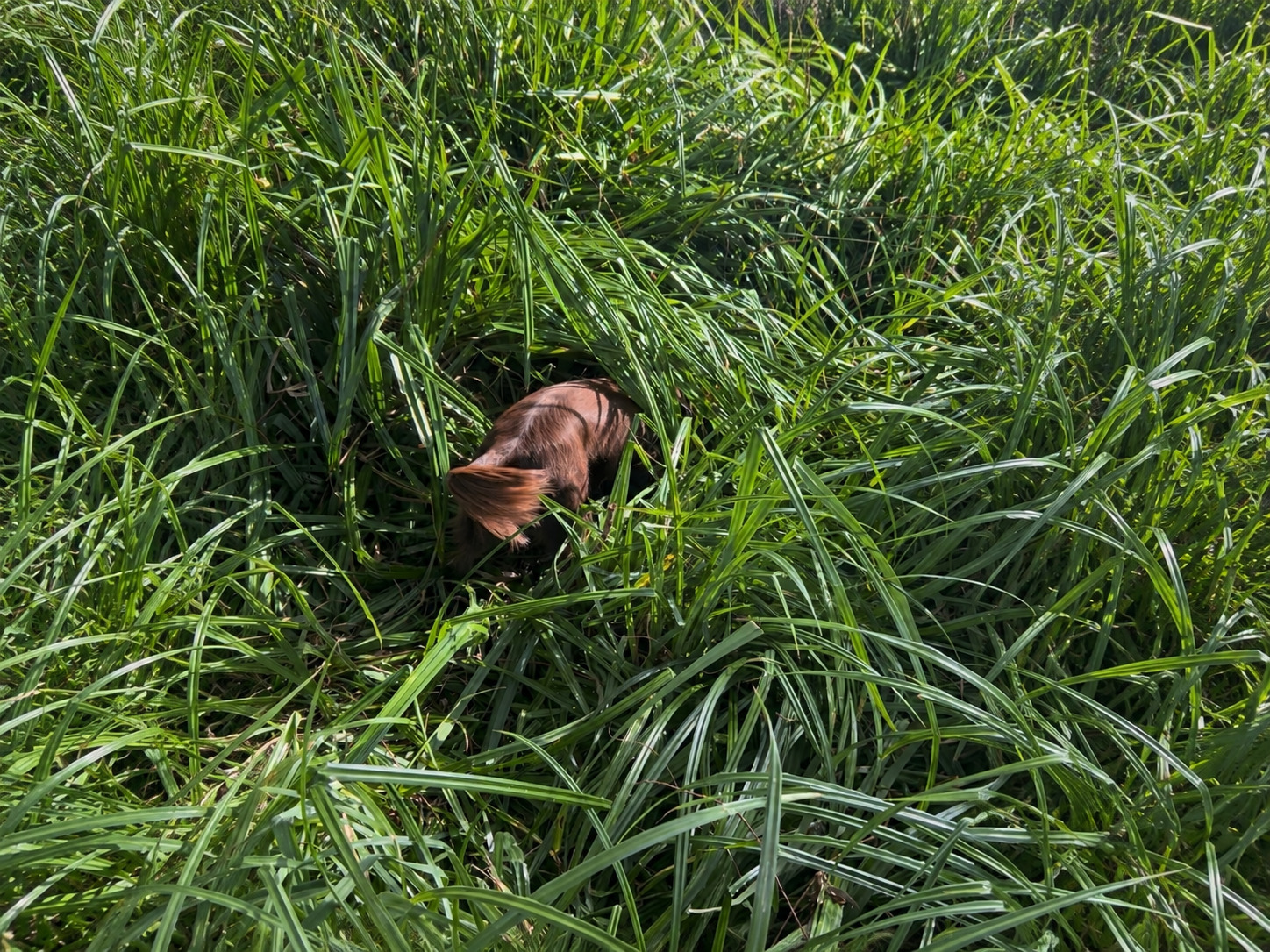 A dog exploring the natural planting