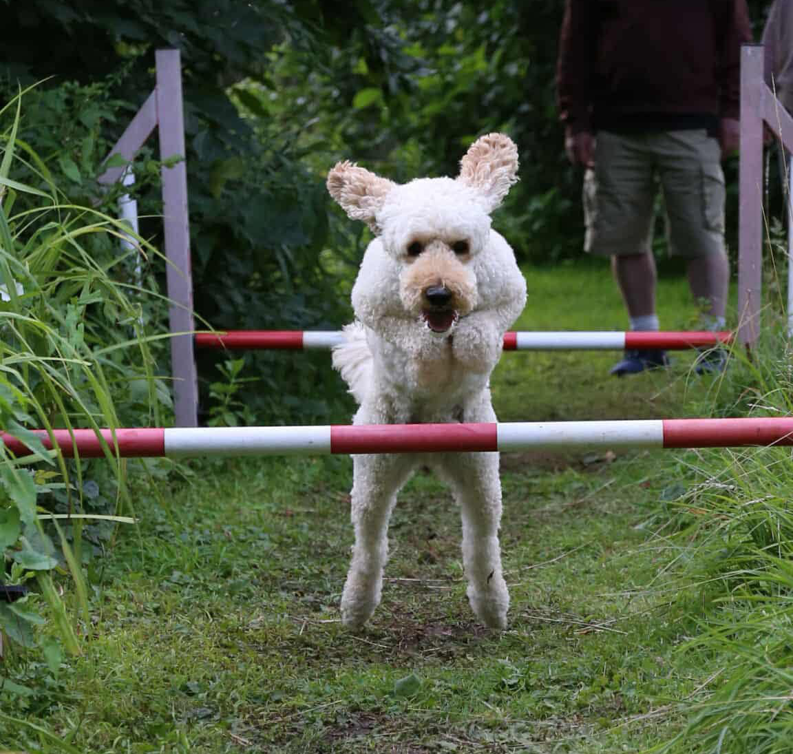 Dog jumping agility hurdle