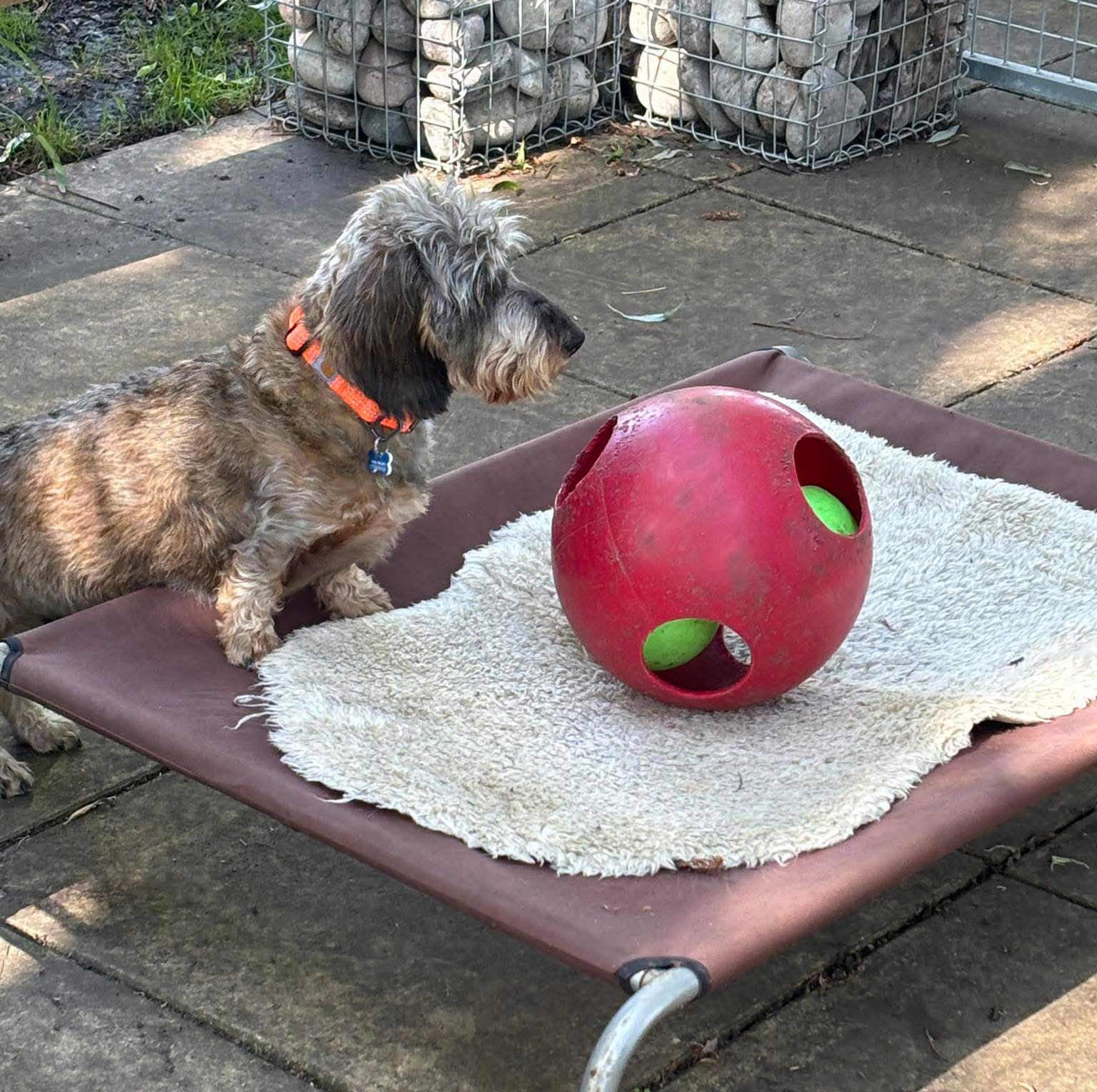 A dog playing with an enrichment ball