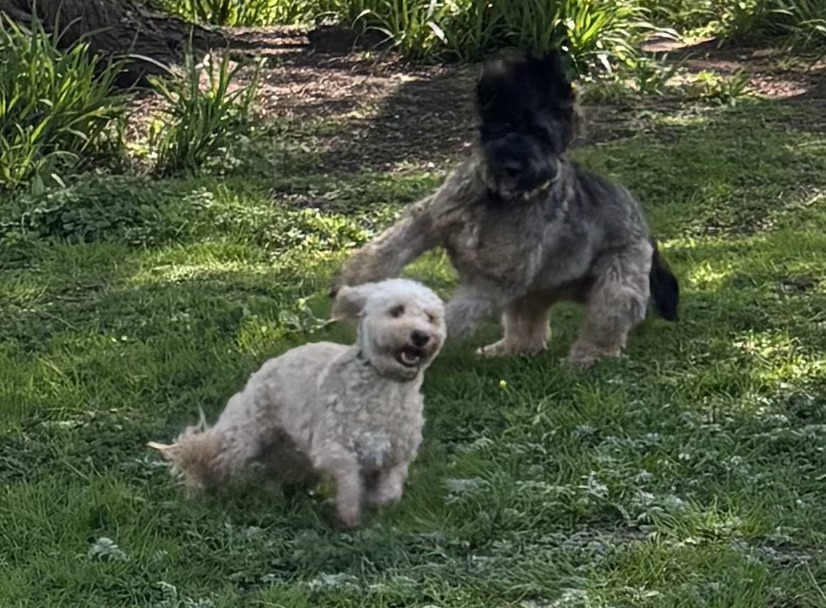 Dogs playing together at The Deben Dog Hub