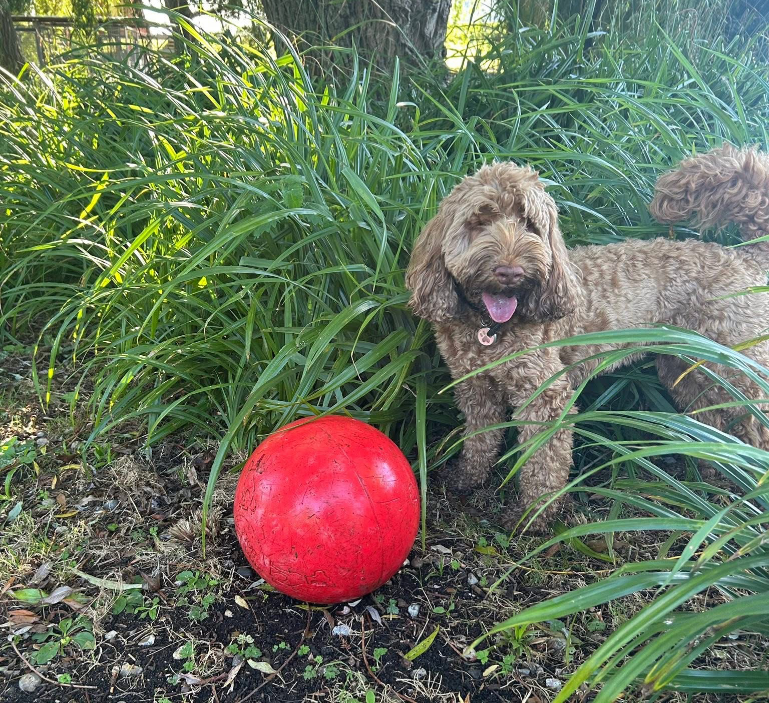 A dog exploring shrubs and natural planting