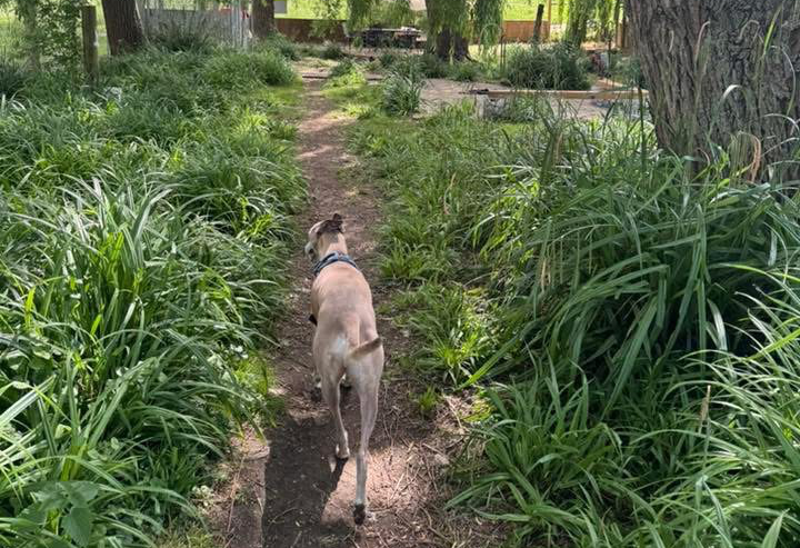 Dogs exploring nature