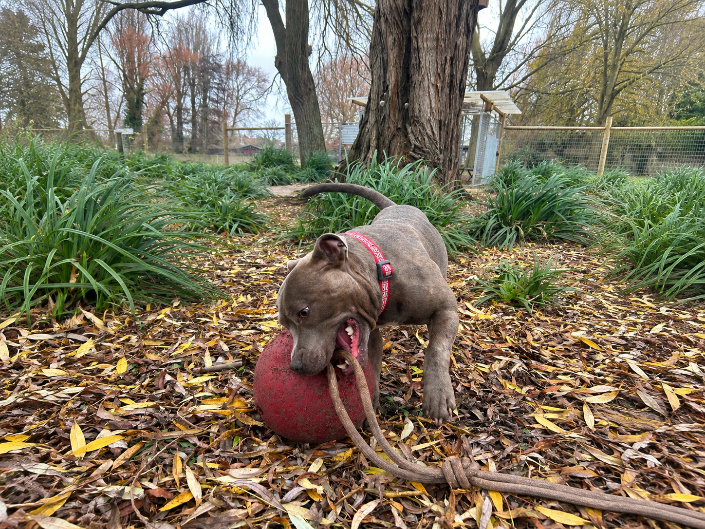 A happy dog at The Deben Dog Hub