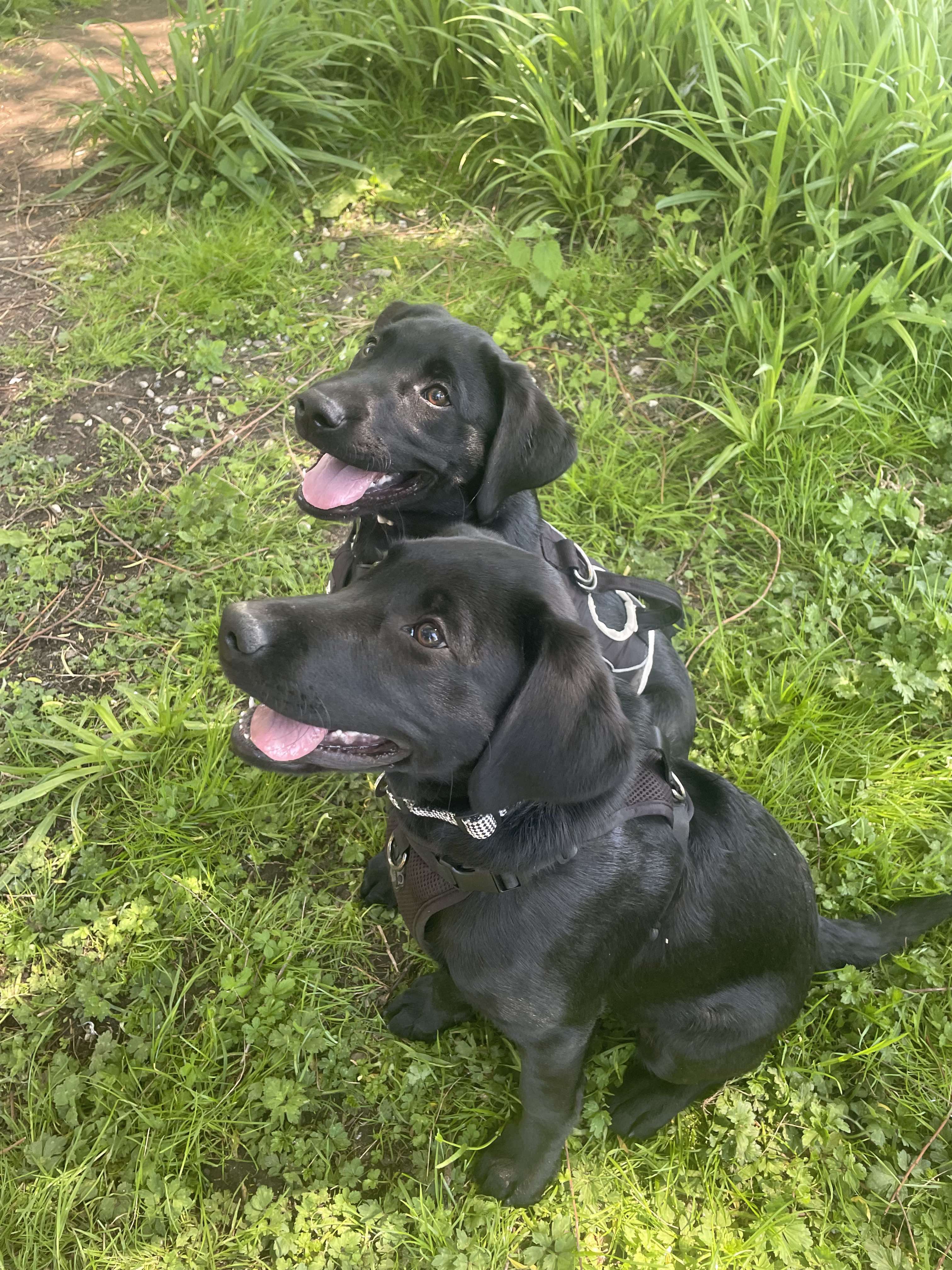 Two black dogs sitting together