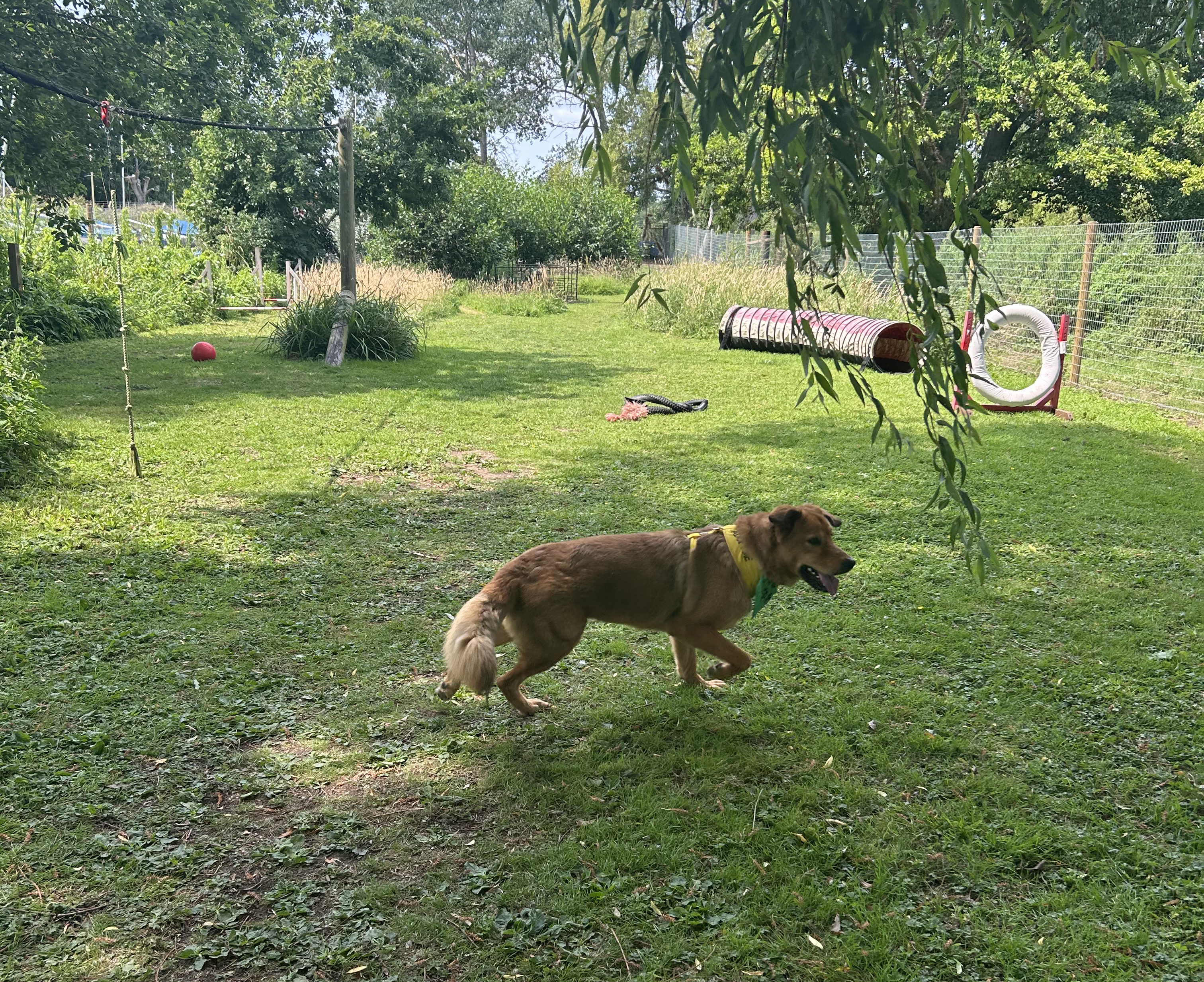 A nervous dog calmly exploring