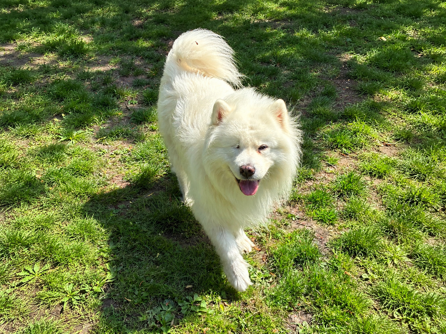 An older dog enjoying a gentle walk