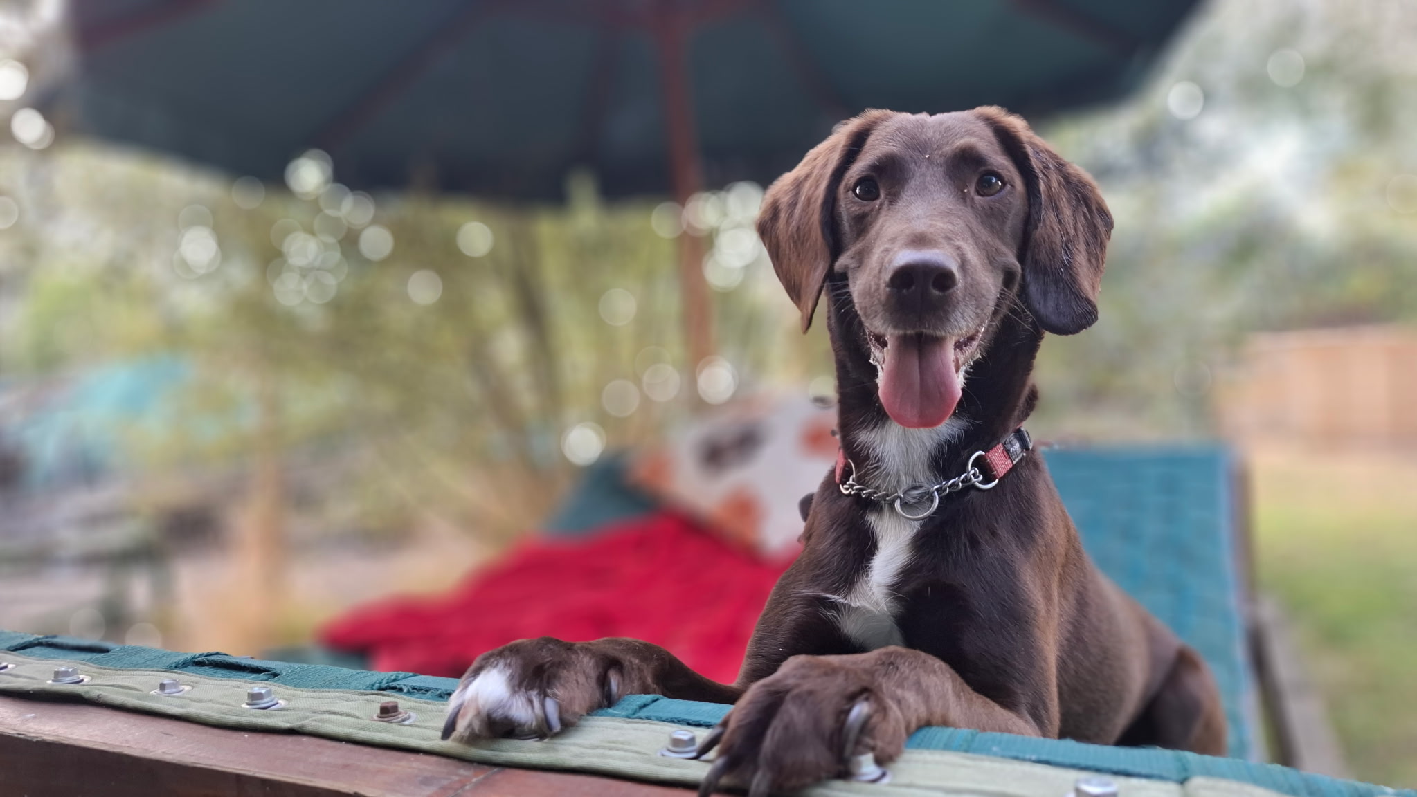 A happy dog
