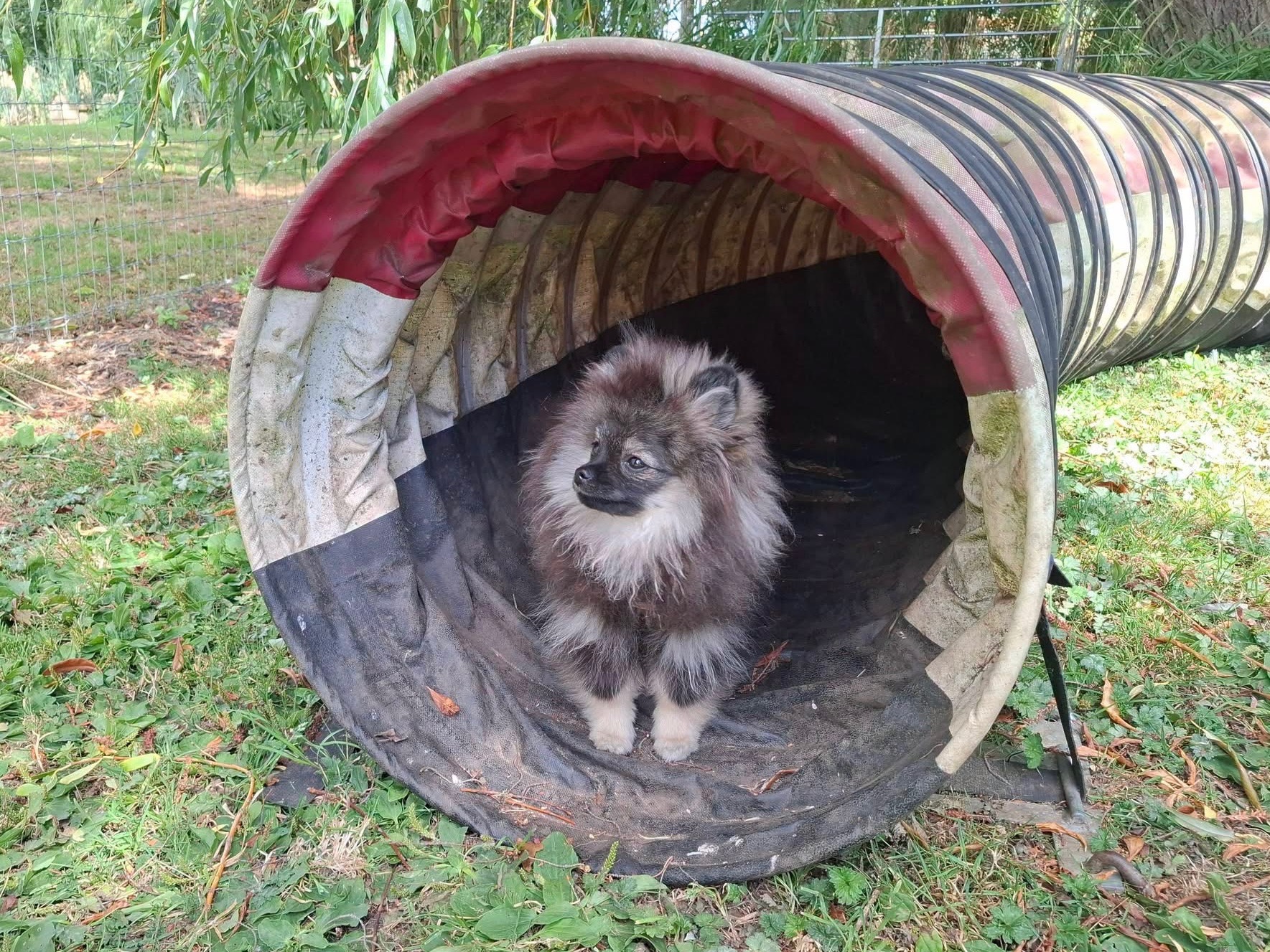 A puppy exploring a safe environment