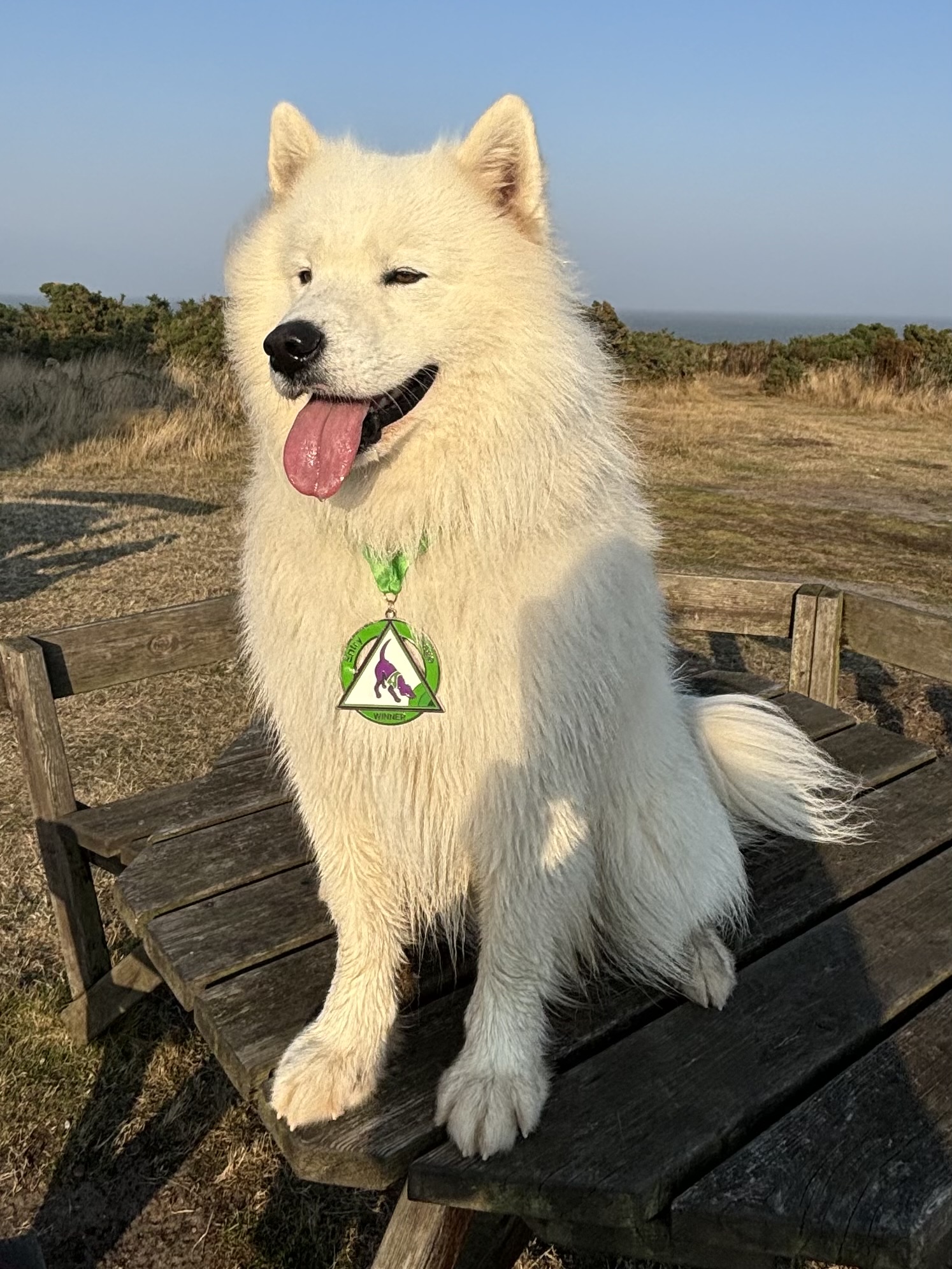 A Samoyed dog with a medal