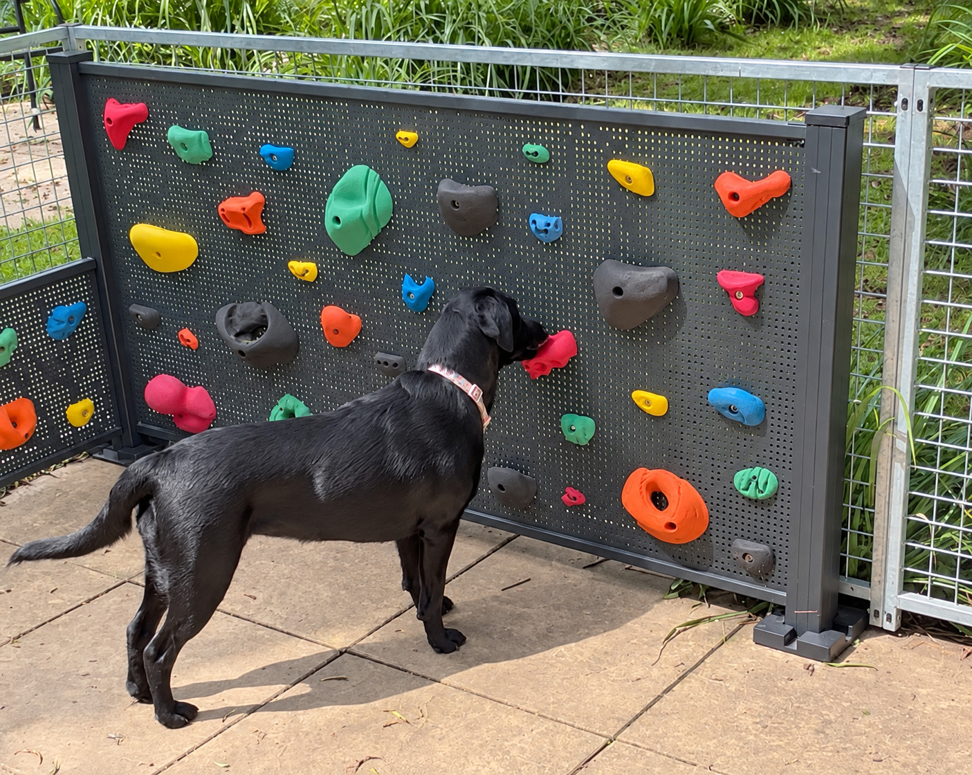 Dog using the scent wall at The Deben Dog Hub