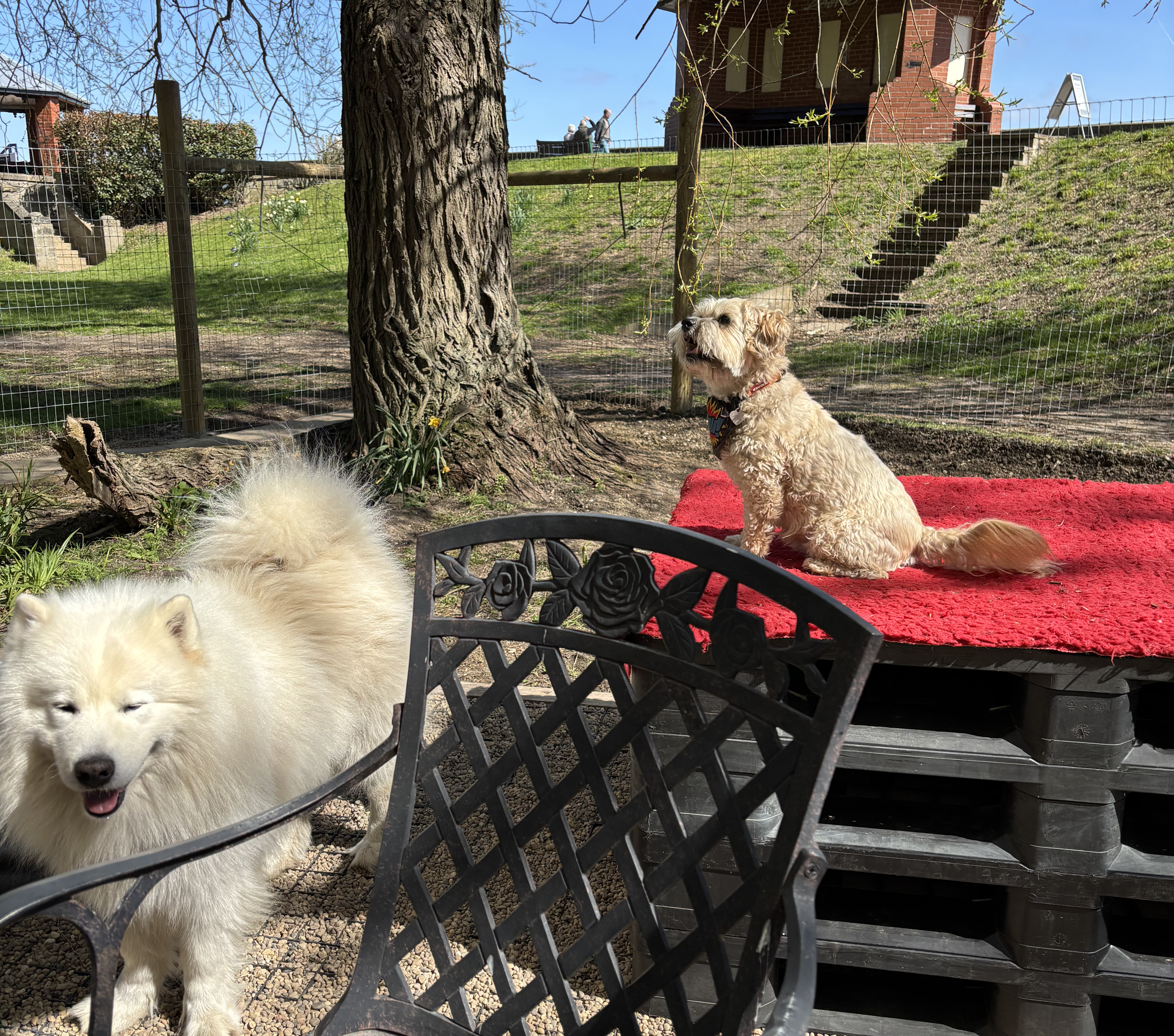 The secure surroundings of The Deben Dog Hub
