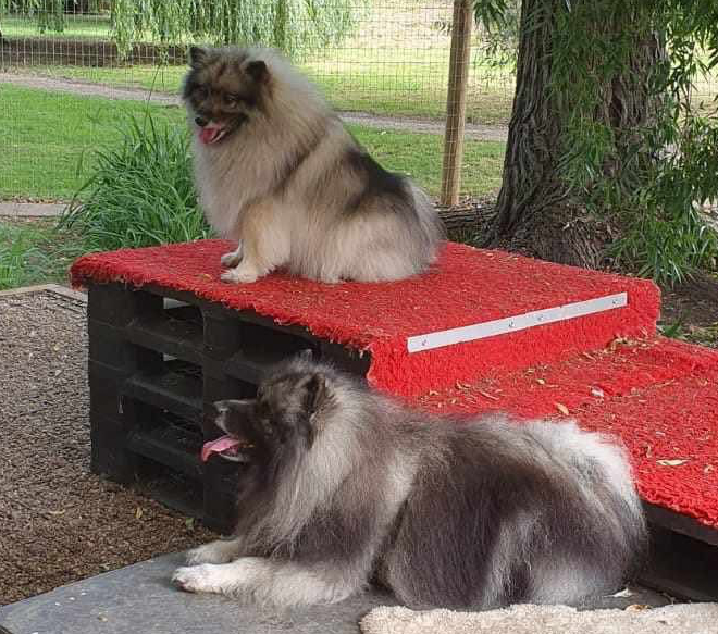 Relaxed dogs after enjoying The Deben Dog Hub