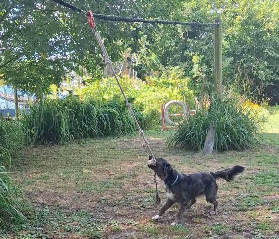 A dog playing with the zip line tug rope