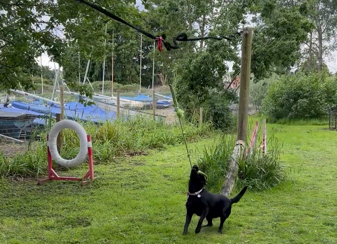 A dog exploring The Deben Dog Hub